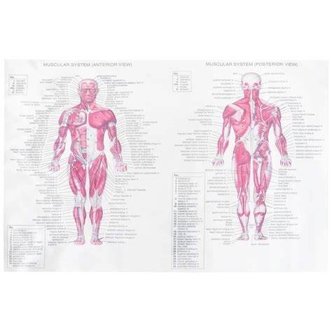 Scicalife Human Muscle System Chart Anatomy System Poster Skeleton Structure | Desertcart INDIA - Vermomatanu M Anatomy
