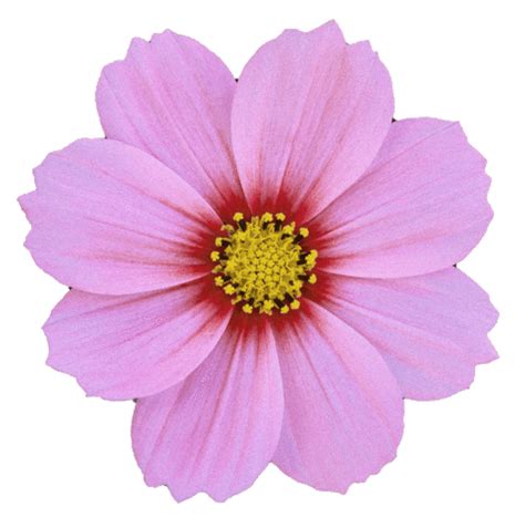 Image result for Flower
