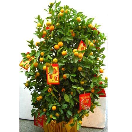 2026 | Best And Creative Decorations for Chinese New Year