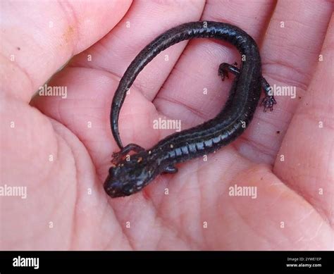 Eastern Red-backed Salamander (Plethodon cinereus Stock Photo - Alamy