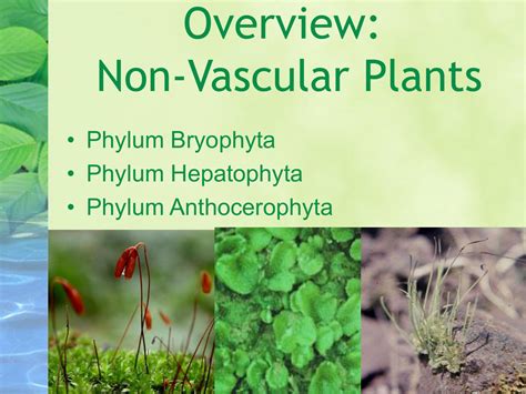 Nonvascular Plants Examples