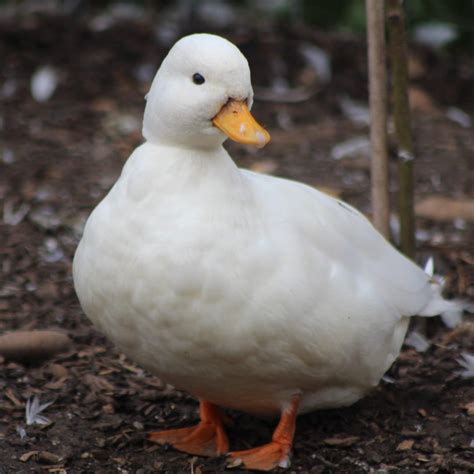 Image result for Duck Number Code in Python Using Count