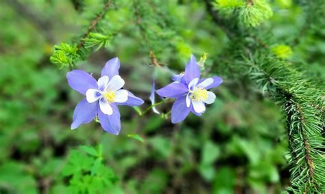 American Pilgrims on the Camino-Guided Forest Bathing Experience ...