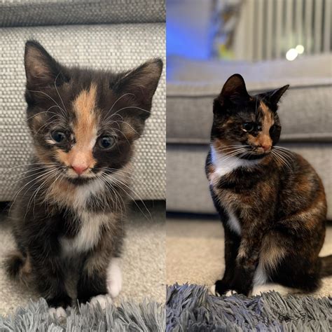 Happy Saturday🥳 : r/Kitten