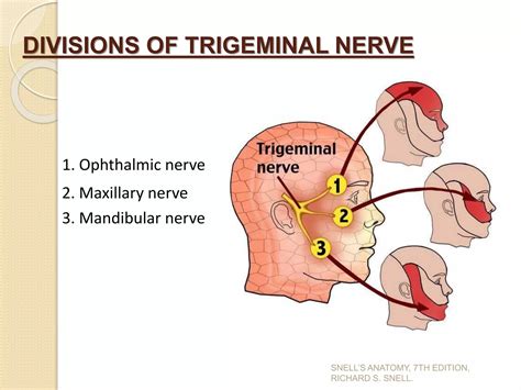 Trigeminal nerve 1 | PPTX