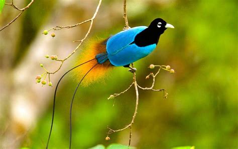 Birds of Paradise Wallpapers - Top Free Birds of Paradise Backgrounds ...