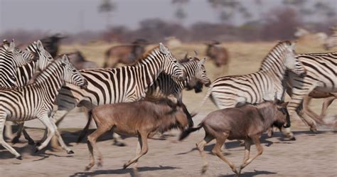 Zebra Herd