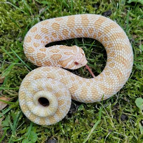 Lavender Hognose Snake : 1000+ images about Cute Snakes! on Pinterest ...