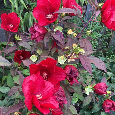 Midnight Flowering Cactus