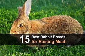 Image result for Butchering Meat Rabbits