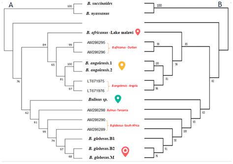First Molecular Identification of Bulinus africanus in Lake Malawi ...