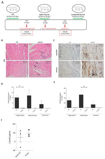 Identification of Sclerostin as a Putative New Myokine Involved in the ...