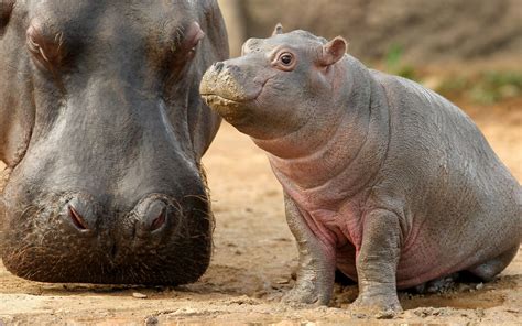 Image result for Hippo vs Python