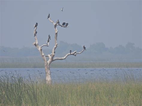 The glory of Nal Sarovar in the National Wetland and Ramsar Site ...