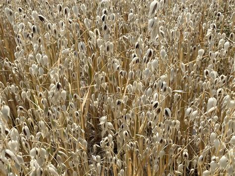 Black Oats - Eagle Seed, LLC