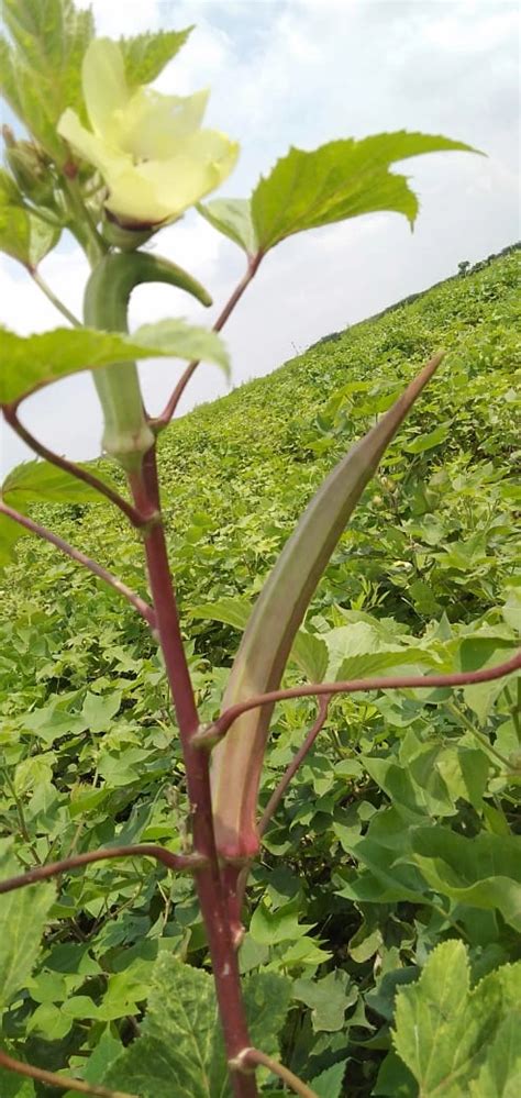 Buy Feet Long Okra Seeds – Extra Long Bhindi Variety for Indian Gardens