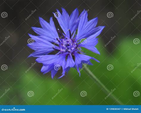 Cornflower Blue Eye Color at Stacy Goode blog