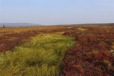 What are the impacts of shifting Arctic tundra vegetation?