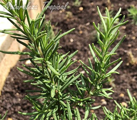 El romero: ficha técnica | Plantas