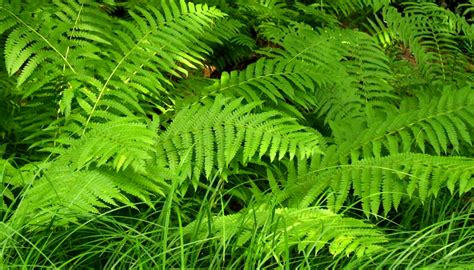 How Often to Water Ferns Outside? - GardenProfy