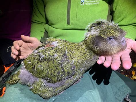 New Zealand’s Endangered Kakapo Parrot Gets a Big Population Boost