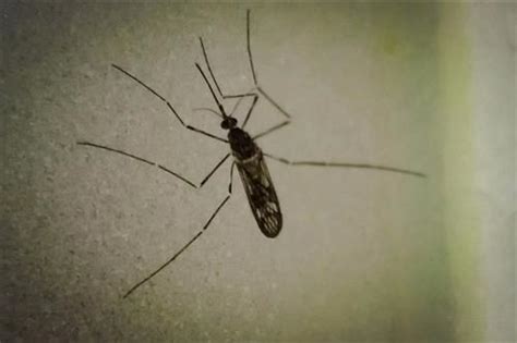 四川青城山发现25.8厘米世界最大蚊子_中国国情_中国网