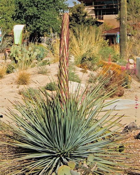 Hesperoyucca Whipplei