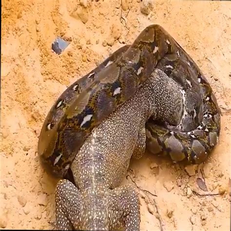 Image result for Dragon vs Python