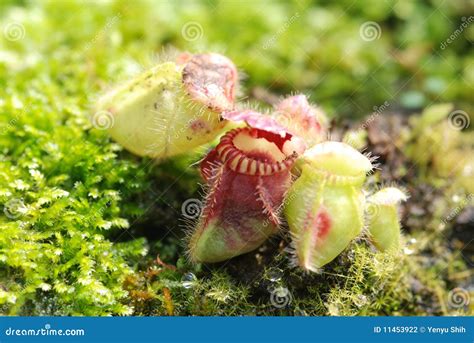 Carnivorous pitcher plant stock photo. Image of pitcher - 11453922