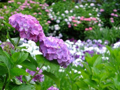 Image result for Algorithm Iterative Analysis