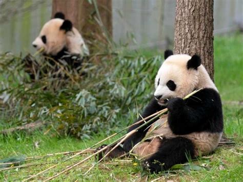 Three giant pandas bid adieu to National Zoo in DC. Why is Beijing ...