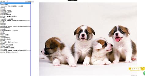 Bing 图片识别 的图像结果