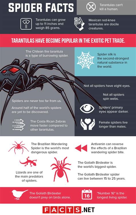 Cool Spider Facts