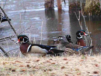 A group of ducks is called a what? - Northern Minnesota Family Lake ...