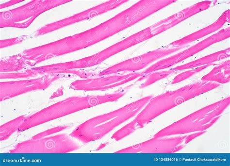 Neuro Skeletal Muscle Microscope