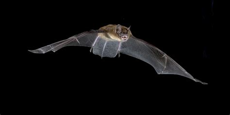 Eptesicus fuscus the best_DSC3508 (003) – Municipalité Saint-Marc-sur-Richelieu