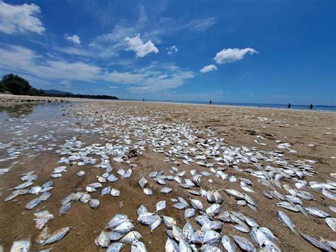 Climate change may have stimulated plankton bloom behind Thai mass fish ...