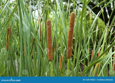 Cat`s tail plant stock photo. Image of outdoors, nature - 122514582