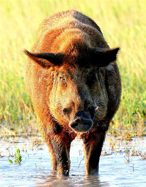 A&M's new app could help you snare feral hogs