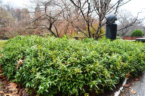 Sarcococca hookeriana var. humilis (Dwarf sweet box) - Wave Hill