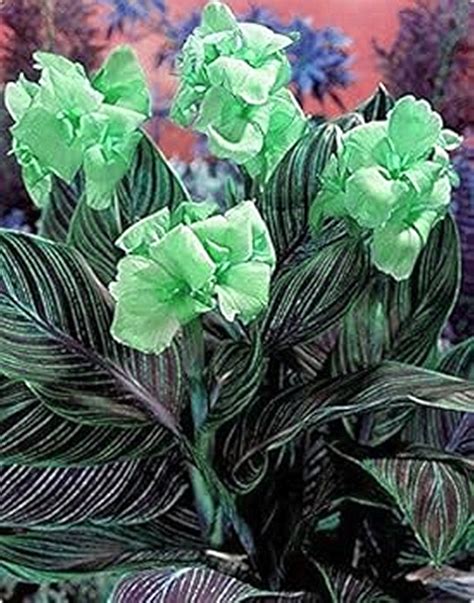 Canna Bulbs, Four-Season Plants, Canna Lily Roots，Rich Colors, Canna Lily Bulbs Giant，Perennial ...
