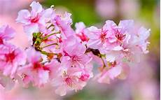 sfondi fiore scarica sfondi fiore di ciliegio primavera rosa fiori sfondi fiore scarica sfondi fiore di ciliegio primavera rosa fiori