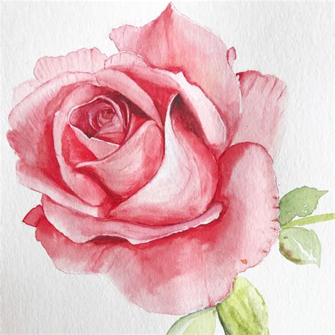 Watercolor Rose Painting