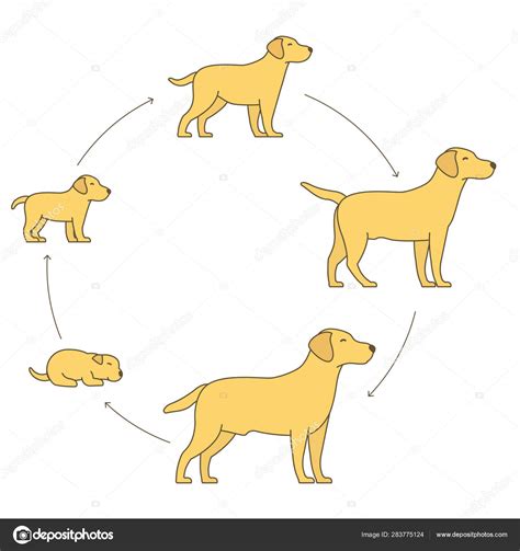 Image vectorielle Stades rondes de la croissance du chien. Du chiot au développement du chien ...