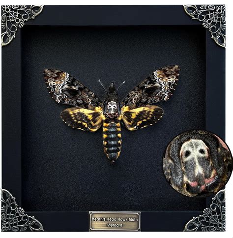 Amazon.com - Real Death Head Moth White Skull Insect Art Acherontia ...