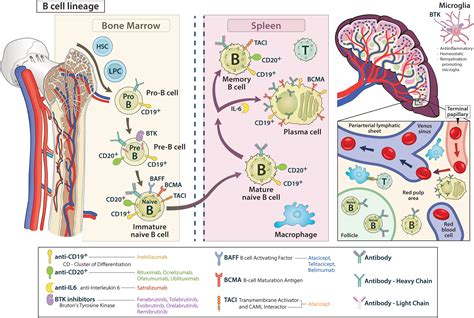 Frontiers | B cell targeted therapies in inflammatory autoimmune disease of the central nervous ...
