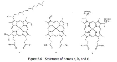 Electron Transfer: Cytochromes and Ferredoxins - Chemistry Optional ...