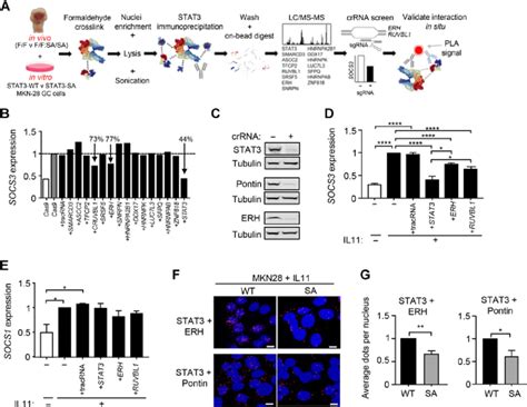 ERH and Pontin proteins interact with pS-STAT3 to augment transcription ...
