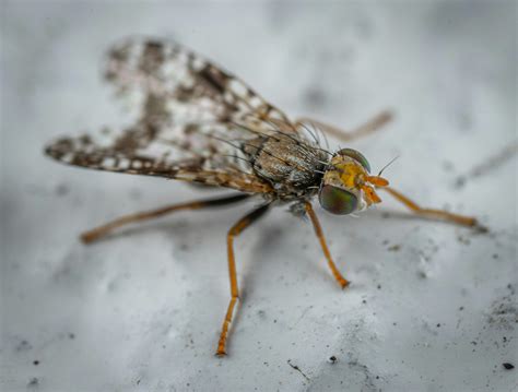 Does Lysol Kill Fruit Flies - Fruits Knowledge World