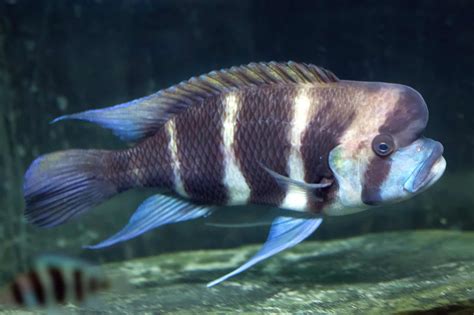 18 Popular Fish With Big Lips